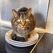 Loki joined the competition — help win amazing prizes! animal, cat, countertop, curious, domestic_cat, ears, eyes, feline, fur, household, indoor, kitchen, looking_at_camera, pet, plates, resting, stacked_plates, stovetop, tabby_cat, whiskers