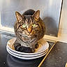 animal, cat, countertop, curious, domestic_cat, ears, eyes, feline, fur, household, indoor, kitchen, looking_at_camera, pet, plates, resting, stacked_plates, stovetop, tabby_cat, whiskers