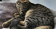Loki is registered to the contest to win money with this photo: abyssinian, animal, blanket, cat, couch, egyptiancat, furniture, kitten, manx, person, pet, sleeping