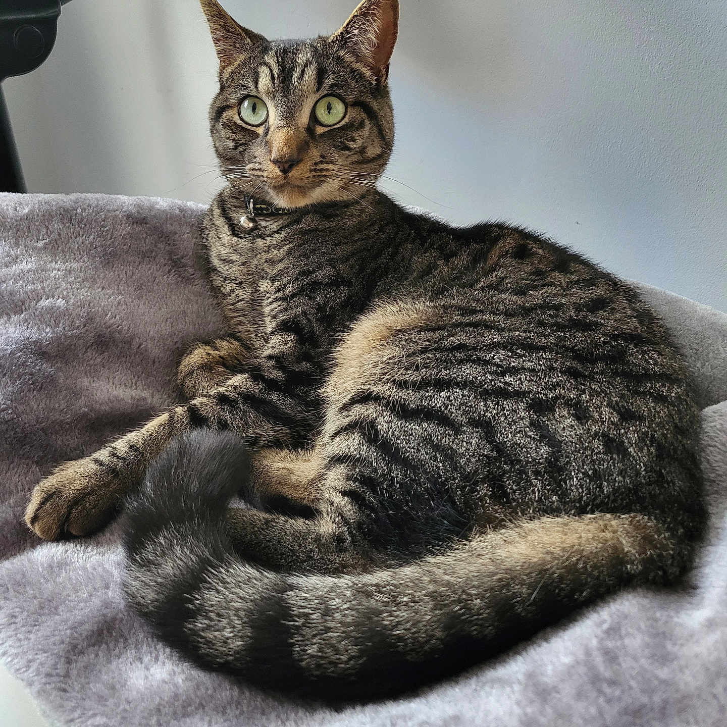 Loki is registered to the contest to win money with this photo: abyssinian, animal, blanket, cat, couch, egyptiancat, furniture, kitten, manx, person, pet, sleeping