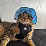 Roman is registered to the contest to win money with this photo: cat, tabby, pet, animal, hat, blue_hat, dinosaur_print, harness, black_harness, fur, whiskers, yellow_eyes, indoor, resting, cute, curious, texture, wall, black_surface, close_up
