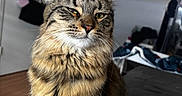 Roman is registered to the contest to win money with this photo: cat, tabby, indoor, pet, feline, fur, whiskers, animal, looking, face, eyes, ears, sitting, home, cozy, blanket, bag, wood_floor, furniture, relaxed