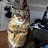 cat, tabby, indoor, pet, feline, fur, whiskers, animal, looking, face, eyes, ears, sitting, home, cozy, blanket, bag, wood_floor, furniture, relaxed