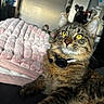 Roman joined the competition — help win amazing prizes! cat, tabby, yellow_eyes, collar, bed, blanket, indoor, furniture, shelf, household_items, cozy, pet, fur, whiskers, relaxed, close_up, animal, cute, domestic, resting