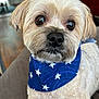 animal, blue_bandana, close_up, companion, couch, curious, cute, dog, domestic, face, friendly, fur, household, indoors, light_fur, pet, portrait, sitting, small_dog, stars_pattern