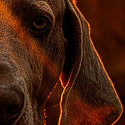 Nova is registered to the contest to win money with this photo: dog, close_up, face, ear, fur, animal, pet, portrait, brown, texture, backlit, warm_light, outdoor, nature, canine, snout, whiskers, eye, detail, macro
