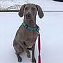 Nova is registered to the contest to win money with this photo: dog, weimaraner, snow, leash, collar, outdoor, pet, animal, winter, sitting, paw_raised, vehicle, yard, tree, quiet, calm, gray_dog, canine, nature, daytime