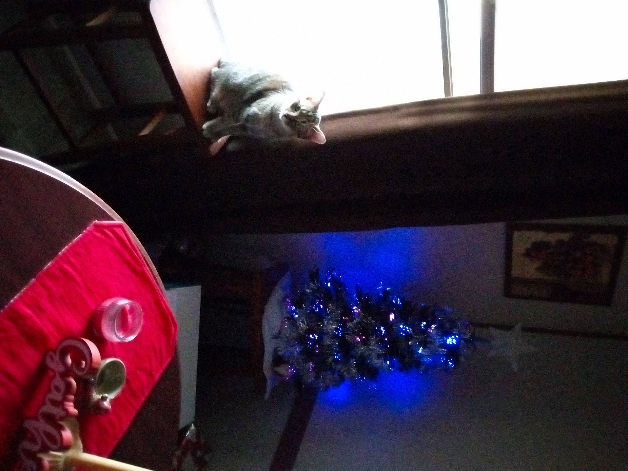 Bobbi Jo is registered to the contest to win money with this photo: audio_equipment, carmine, ceiling, christmas_ornament, curtain, darkness, event, fun, glass, holiday_ornament, house, magenta, ornament, plant, room, sky, tints_and_shades, tree, window, wood