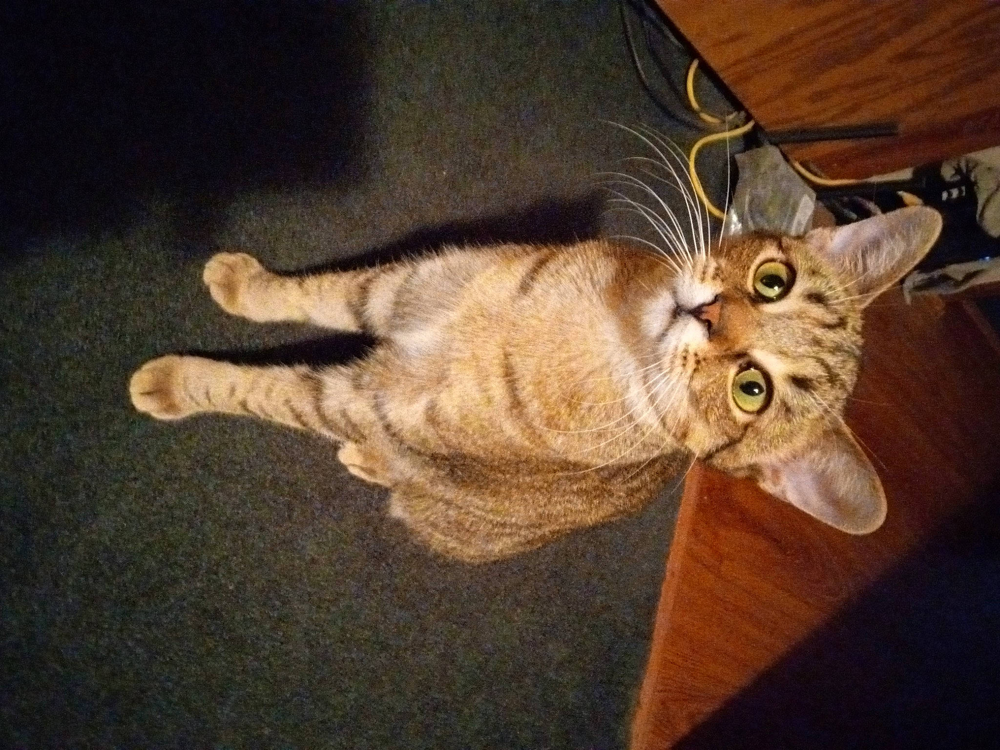 Bobbi Jo joined the competition — help win amazing prizes! carnivore, cat, claw, darkness, devon_rex, domestic_short_haired_cat, ear, fawn, felidae, foot, fur, human_leg, night, paw, small_to_medium_sized_cats, snout, tail, whiskers, wood