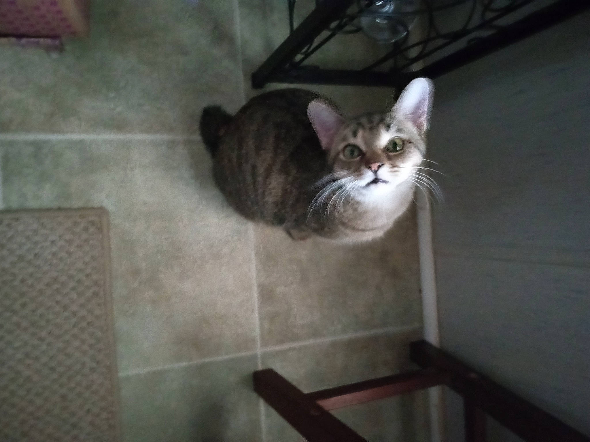 Bobbi Jo is registered to the contest to win money with this photo: carnivore, cat, ceiling, domestic_short_haired_cat, door, eye, felidae, floor, flooring, fur, grey, hardwood, room, small_to_medium_sized_cats, tail, tile, whiskers, window, wood