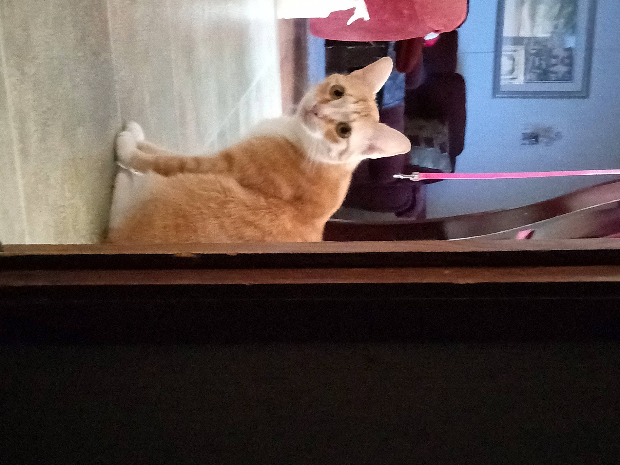 Baby joined the competition — help win amazing prizes! carnivore, cat, comfort, curtain, domestic_short_haired_cat, fawn, felidae, flooring, fur, hardwood, interior_design, picture_frame, rectangle, room, small_to_medium_sized_cats, tail, tints_and_shades, whiskers, window, wood