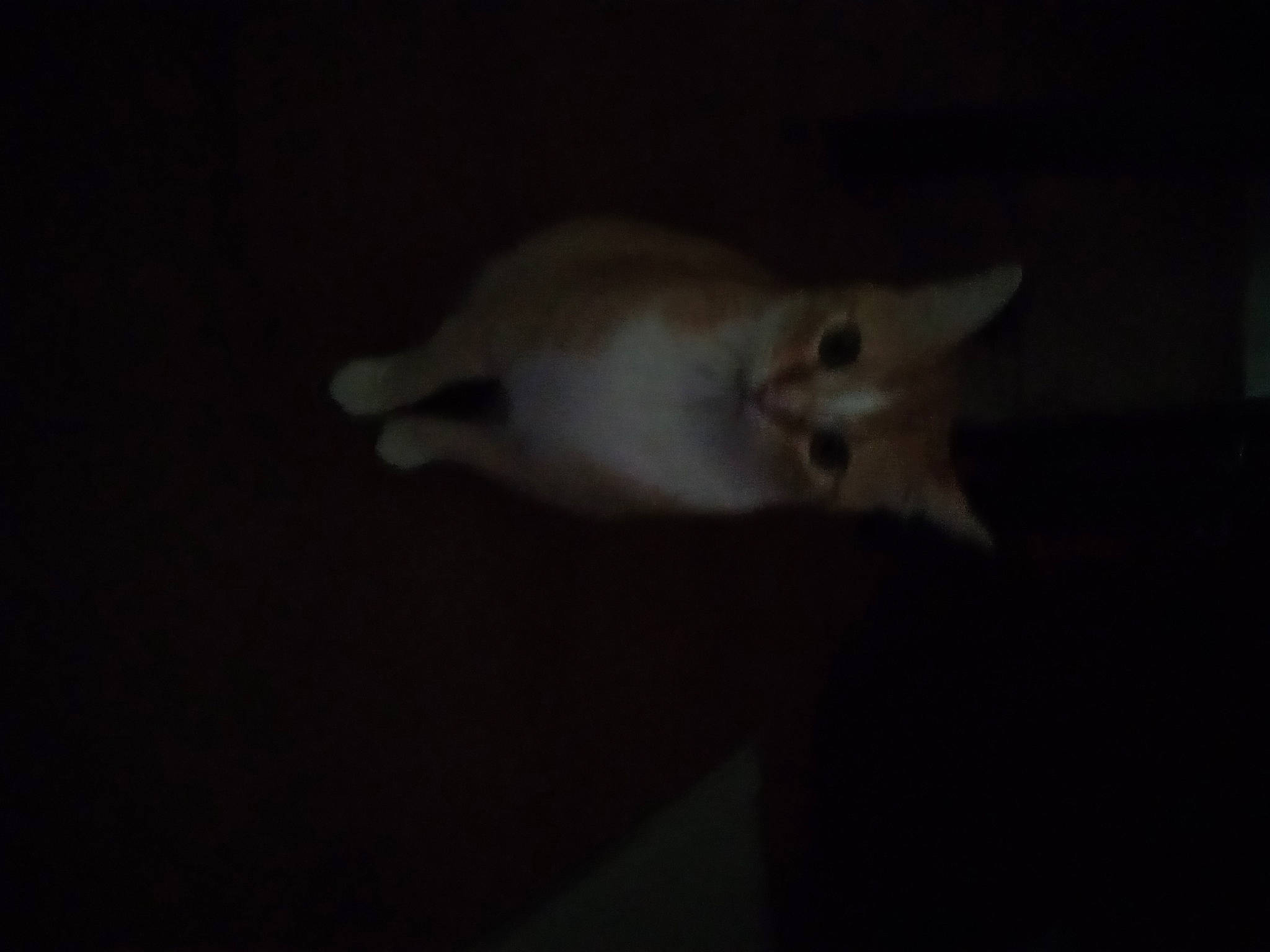 Baby joined the competition — help win amazing prizes! canidae, carnivore, cat, darkness, dog_breed, domestic_short_haired_cat, ear, felidae, fur, gesture, paw, shadow, small_to_medium_sized_cats, snout, tail, whiskers, wildlife