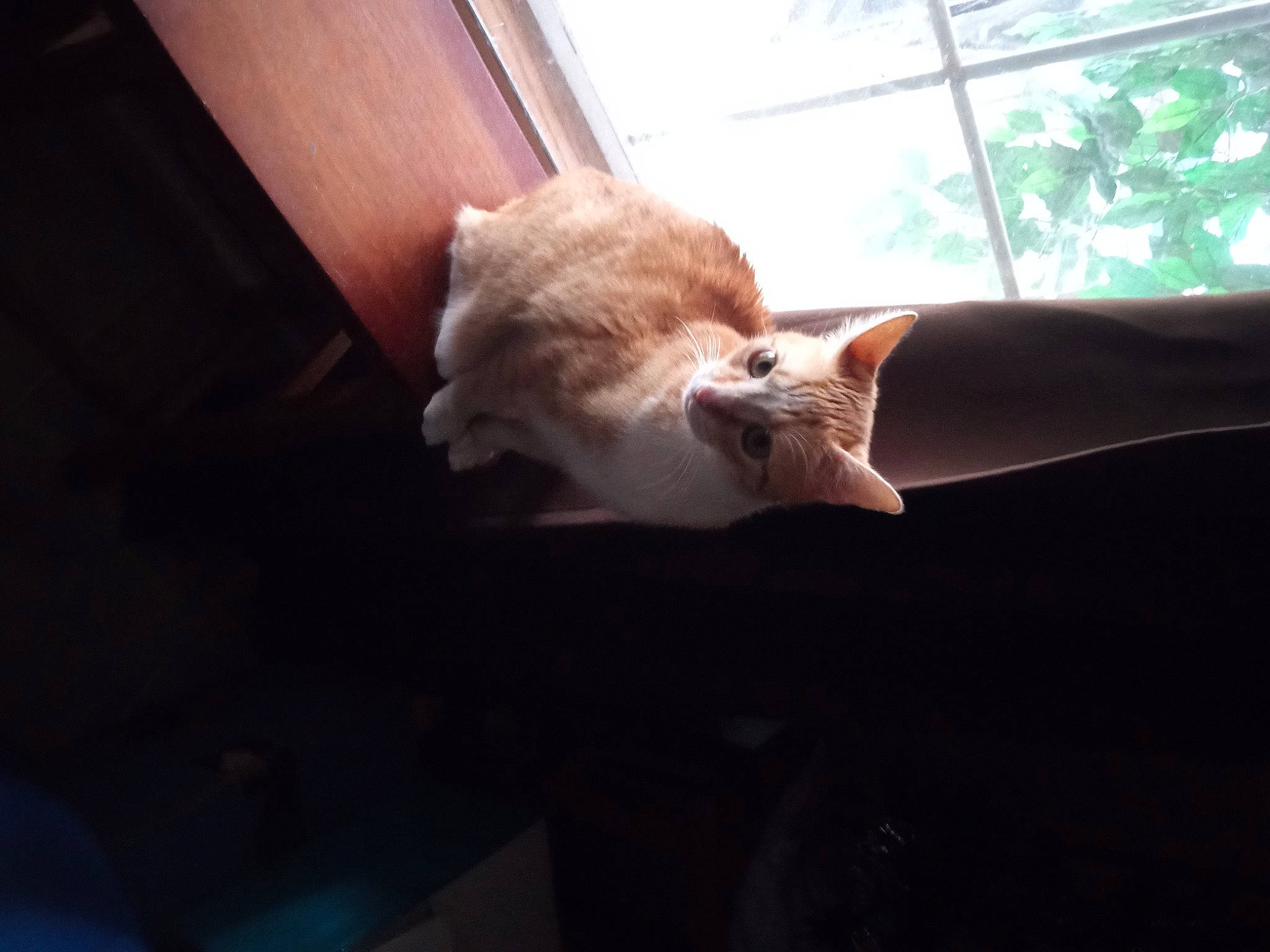 Baby is registered to the contest to win money with this photo: carnivore, cat, comfort, companion_dog, couch, domestic_short_haired_cat, fawn, felidae, fur, hardwood, human_leg, linens, plant, small_to_medium_sized_cats, snout, tail, tints_and_shades, whiskers, window, wood