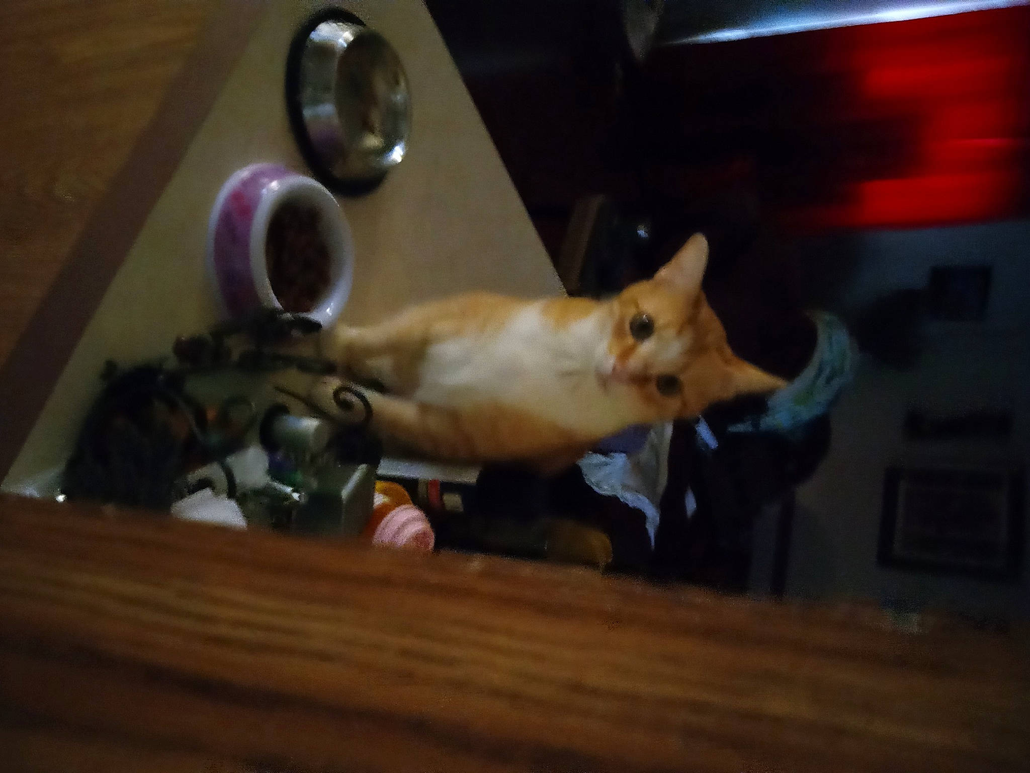 Baby joined the competition — help win amazing prizes! canidae, carnivore, cat, companion_dog, dog_breed, fawn, felidae, fur, hardwood, kitchen_utensil, musical_instrument, paw, small_to_medium_sized_cats, snout, spitz, sporting_group, tail, toy, whiskers, wood