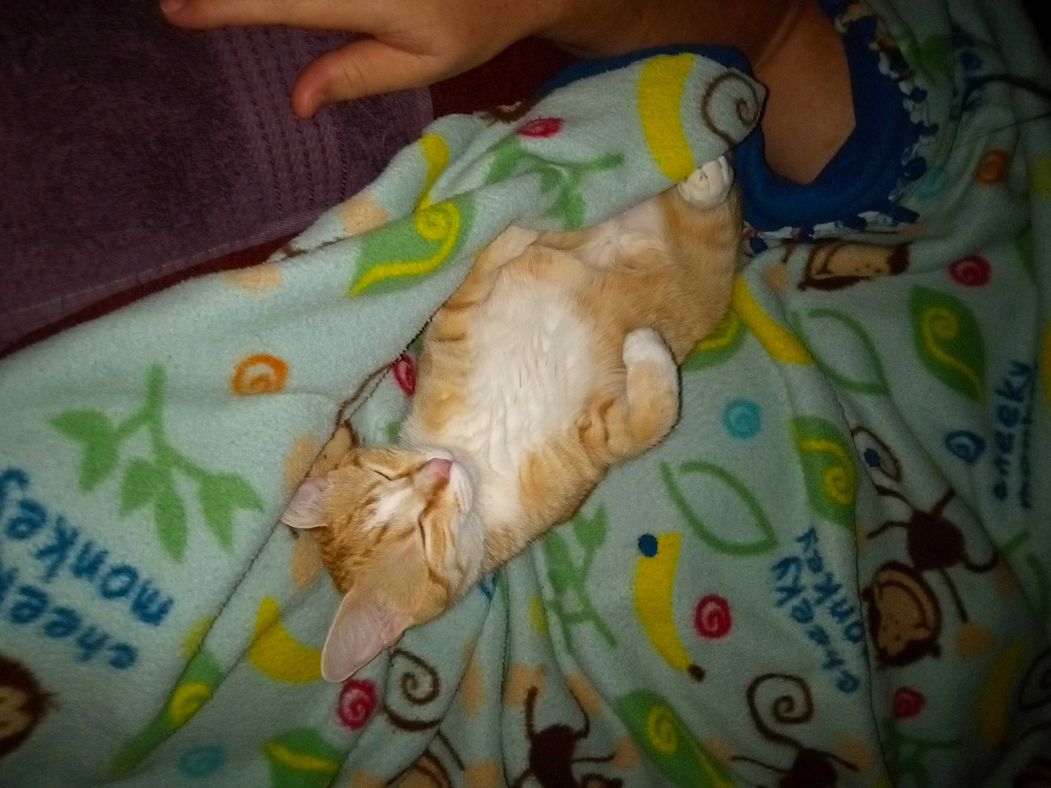 Baby is registered to the contest to win money with this photo: carnivore, cat, child, claw, comfort, domestic_short_haired_cat, fawn, felidae, foot, fur, linens, nail, paw, room, small_to_medium_sized_cats, stuffed_toy, tail, teddy_bear, textile, whiskers