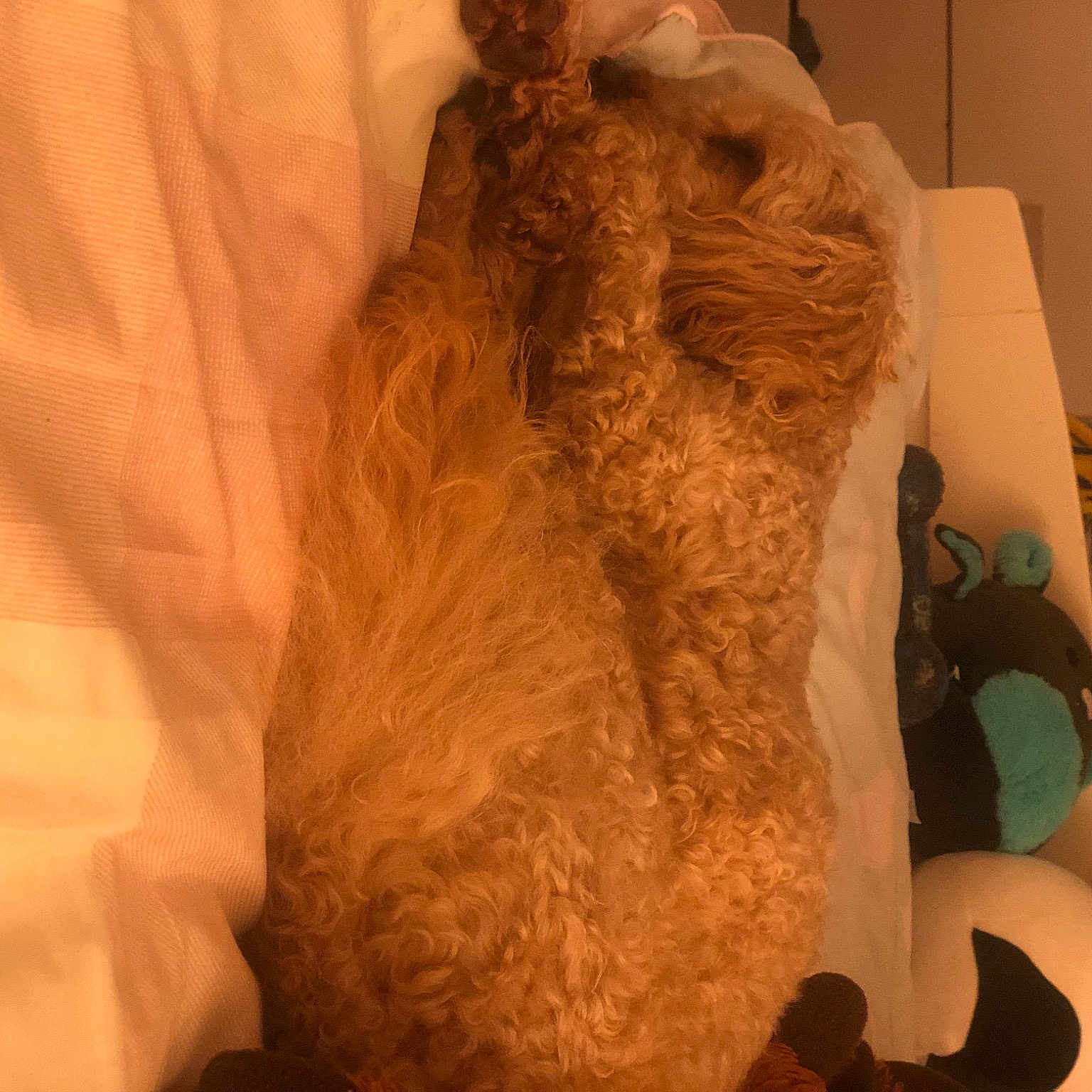 Teddy