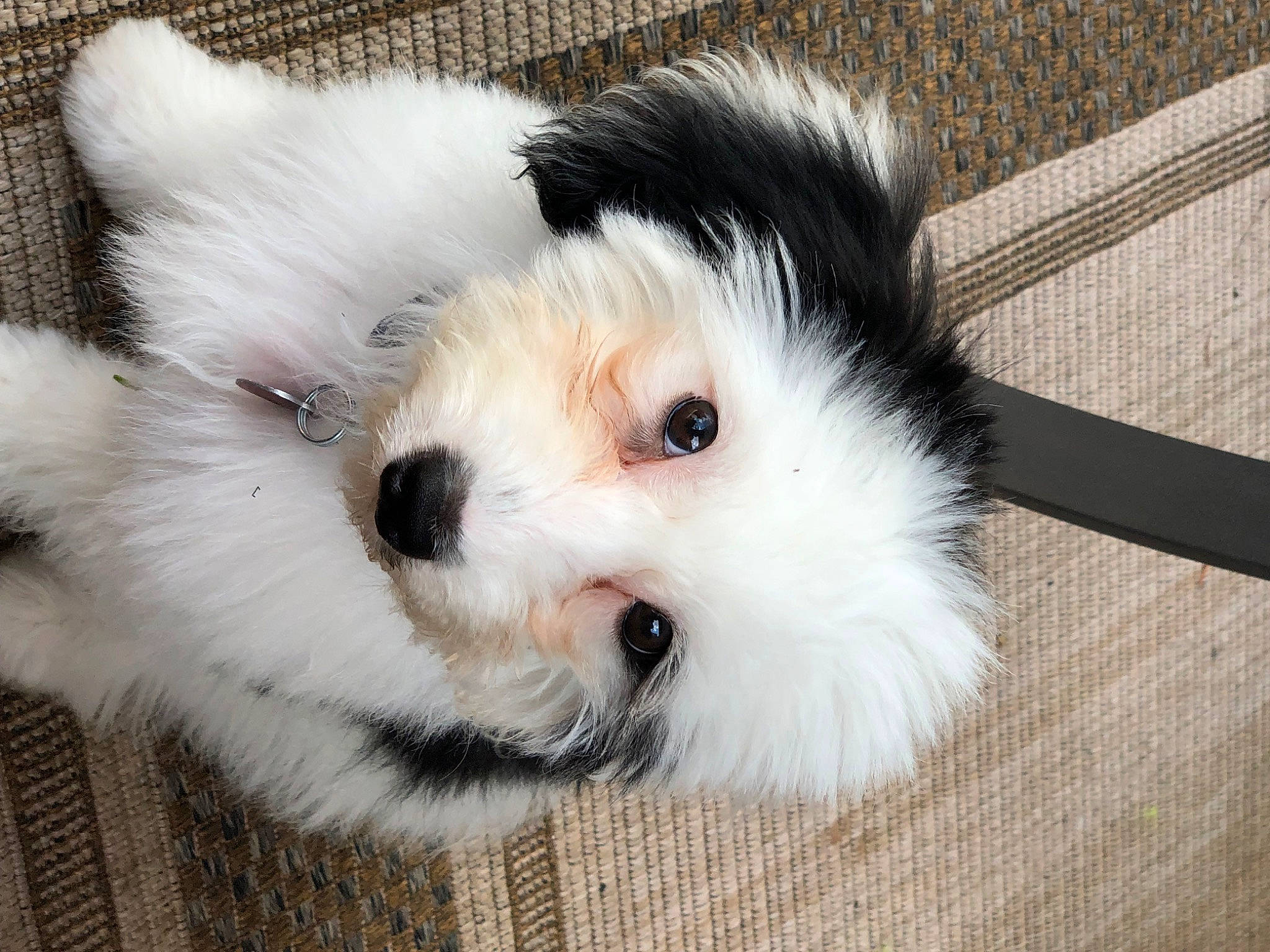 Charlie is registered to the contest to win money with this photo: canidae, carnivore, companion_dog, dog, dog_breed, fur, mal_shi, maltepoo, non_sporting_group, puppy, shih_poo, snout, sporting_group, terrestrial_animal, terrier, toy, toy_dog, whiskers, wood