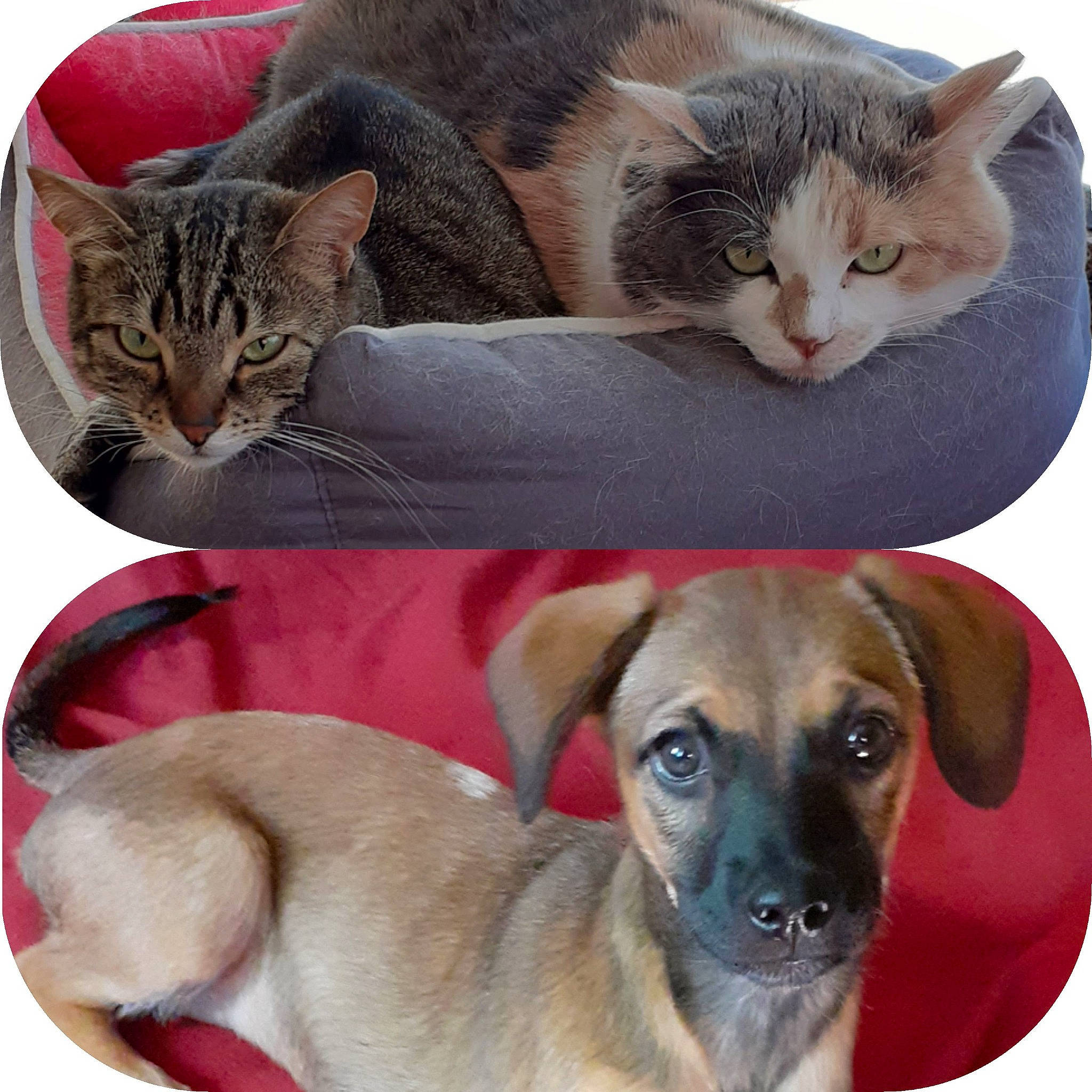 Grisoune a rejoint le concours — aidez-le/la à gagner de superbes lots ! carnivore, cat, comfort, companion_dog, dog, dog_breed, eye, fawn, felidae, fur, mammal, paw, pet_supply, photo_caption, photograph, small_to_medium_sized_cats, snout, vertebrate, whiskers, working_animal