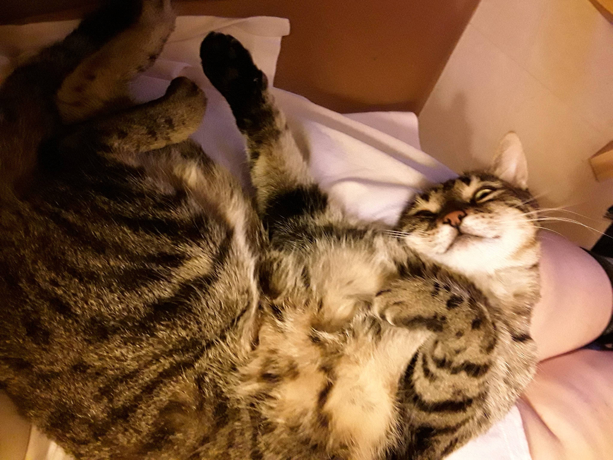 Grisoune participe au concours pour gagner de l'argent avec cette photo : bed, box, carnivore, cat, claw, comfort, domestic_short_haired_cat, fawn, felidae, fur, grey, nap, paw, shipping_box, sleep, small_to_medium_sized_cats, snout, tail, whiskers, wildlife