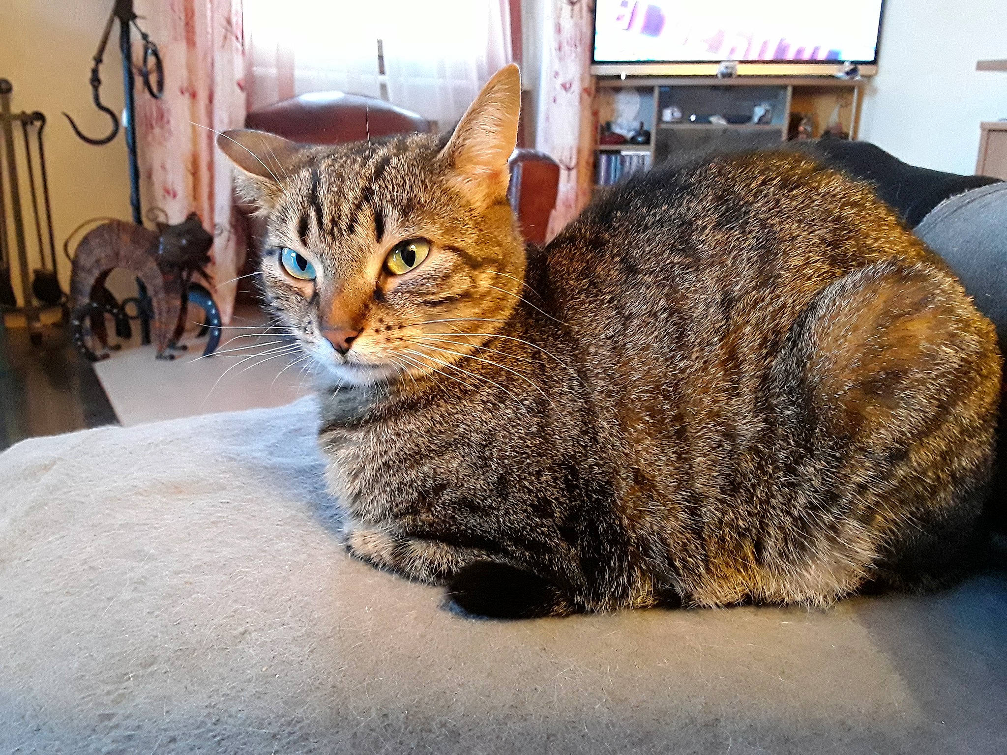 Grisoune a rejoint le concours — aidez-le/la à gagner de superbes lots ! carnivore, cat, claw, comfort, domestic_short_haired_cat, door, eye, felidae, fur, paw, picture_frame, sitting, small_to_medium_sized_cats, snout, tail, terrestrial_animal, tree, whiskers, wildlife, wood