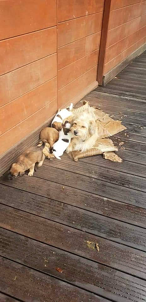 Ambre a rejoint le concours — aidez-le/la à gagner de superbes lots ! brickwork, carnivore, companion_dog, dog, dog_breed, door, fawn, floor, flooring, fur, hardwood, laminate_flooring, plank, plywood, sporting_group, tail, wood, wood_flooring, wood_stain, working_animal