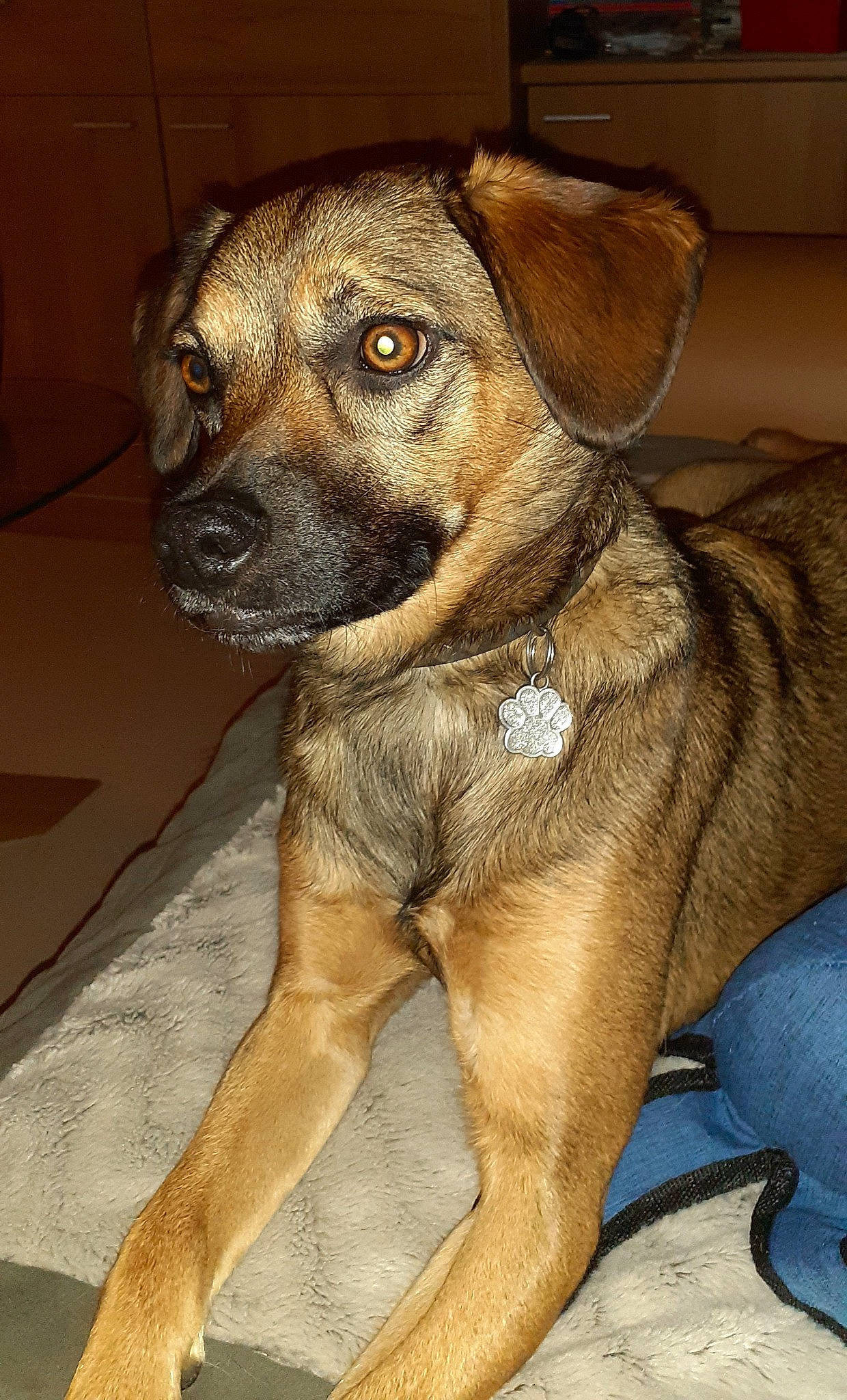 Ambre participe au concours pour gagner de l'argent avec cette photo : carnivore, companion_dog, dog, dog_breed, dog_collar, fawn, fur, liver, pet_supply, snout, sporting_group, street_dog, terrestrial_animal, whiskers, working_animal, working_dog