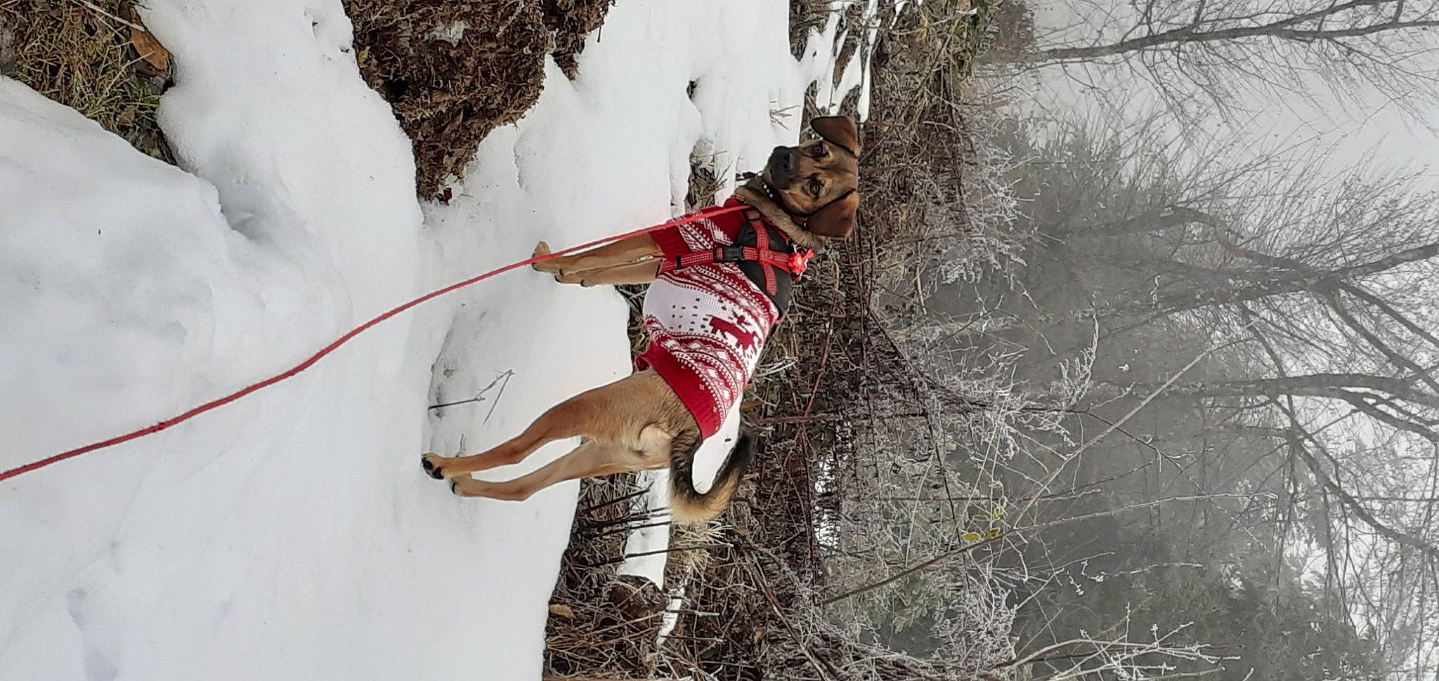 Ambre participe au concours pour gagner de l'argent avec cette photo : adventure, freezing, frost, fun, geological_phenomenon, headgear, helmet, leisure, outdoor_recreation, people_in_nature, plant, recreation, shorts, slope, snow, sports_equipment, tree, trunk, twig, winter