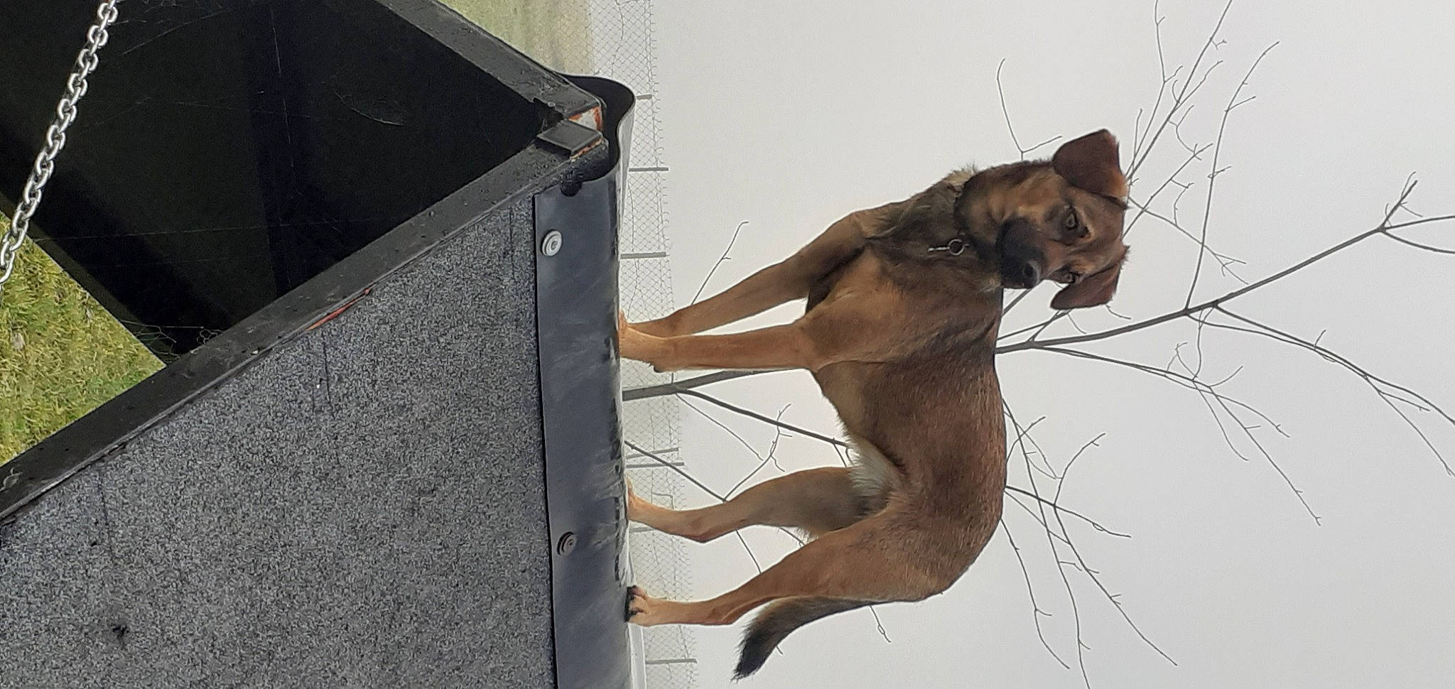 Ambre participe au concours pour gagner de l'argent avec cette photo : art, barechested, canidae, carnivore, dog, dog_breed, elbow, fawn, foot, human_leg, knee, liver, metal, sculpture, snout, sporting_group, tail, terrestrial_animal, thigh, wood