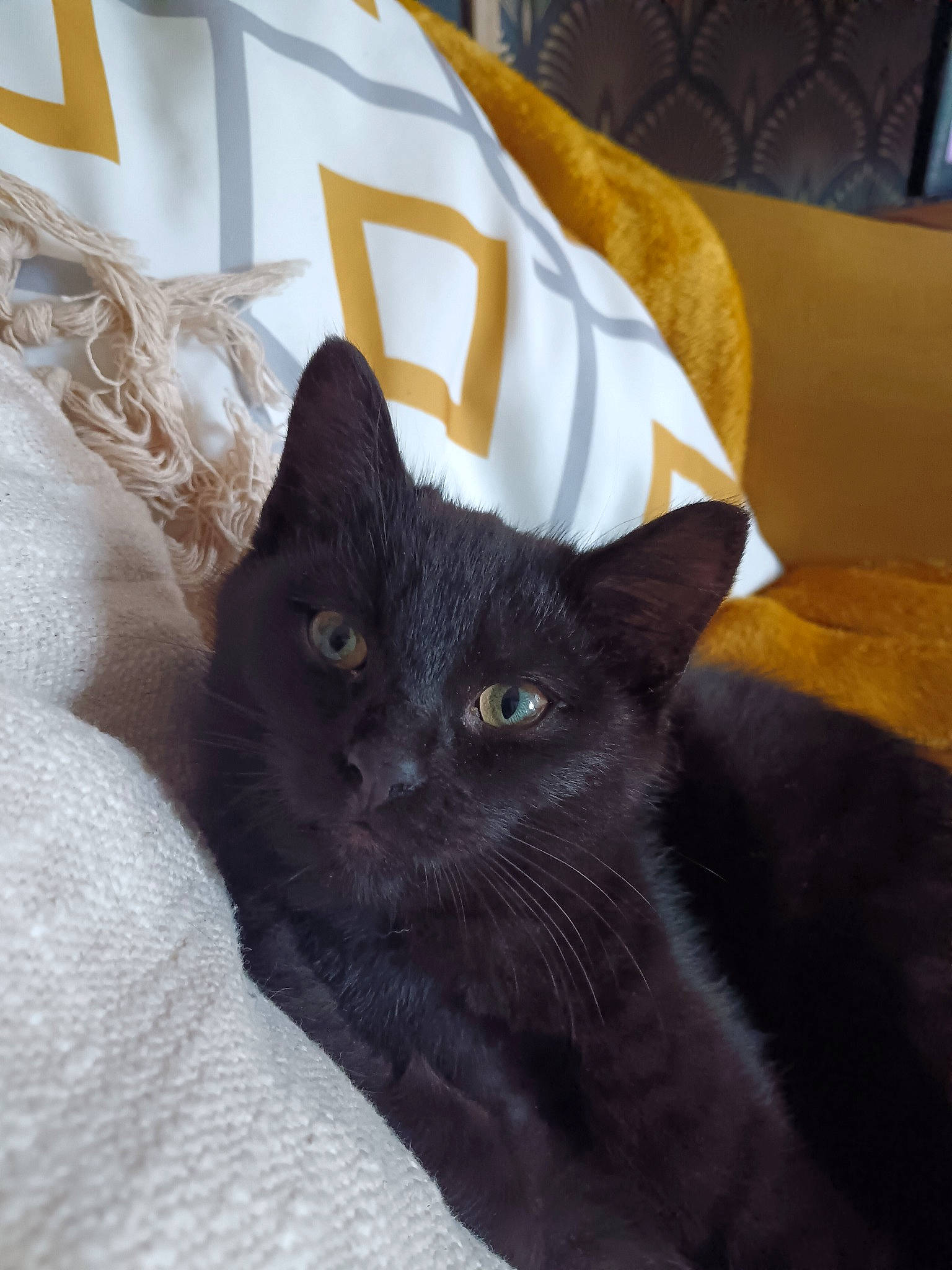 Onyx a rejoint le concours — aidez-le/la à gagner de superbes lots ! black_cat, bombay, box, carnivore, cat, cat_supply, chartreux, claw, comfort, domestic_short_haired_cat, felidae, fur, grey, havana_brown, linens, small_to_medium_sized_cats, snout, tail, whiskers, window