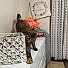 cat, tortoiseshell, stretching, dresser, white_furniture, crocheted_basket, flowers, floral_arrangement, wall_art, home_decor, curtain, lace_curtain, tile_floor, indoor, pet, feline, curious, cozy, peaceful, room
