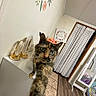 Lucky is registered to the contest to win money with this photo: cat, tortoiseshell, paw, curious, indoor, wall_art, flowers, lace_curtains, mirror, floor, tile, wood_floor, furniture, decor, pet, animal, home, cozy, cute, close_up