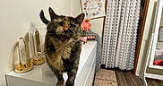 Lucky joined the competition — help win amazing prizes! cat, tortoiseshell_cat, furniture, dresser, indoor, wall_art, flowers, curtain, doorway, flooring, tile_floor, wood_floor, pet, animal, meowing, cute, home_decor, room, white, cozy