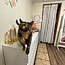 cat, tortoiseshell_cat, furniture, dresser, indoor, wall_art, flowers, curtain, doorway, flooring, tile_floor, wood_floor, pet, animal, meowing, cute, home_decor, room, white, cozy