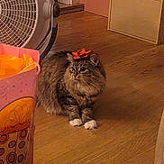 Bean joined the competition — help win amazing prizes! cat, tabby, orange_bow, white_paws, wooden_floor, gift_bag, fan, indoor, pet, feline, cute, fluffy, animal, flooring, decor, cozy, domestic, brown, orange, relaxed