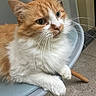 cat, orange_cat, white_fur, fluffy, indoor, chair, furniture, whiskers, pet, animal, relaxed, calm, close_up, domestic_cat, cute, sitting, looking_away, floor, legs, cozy