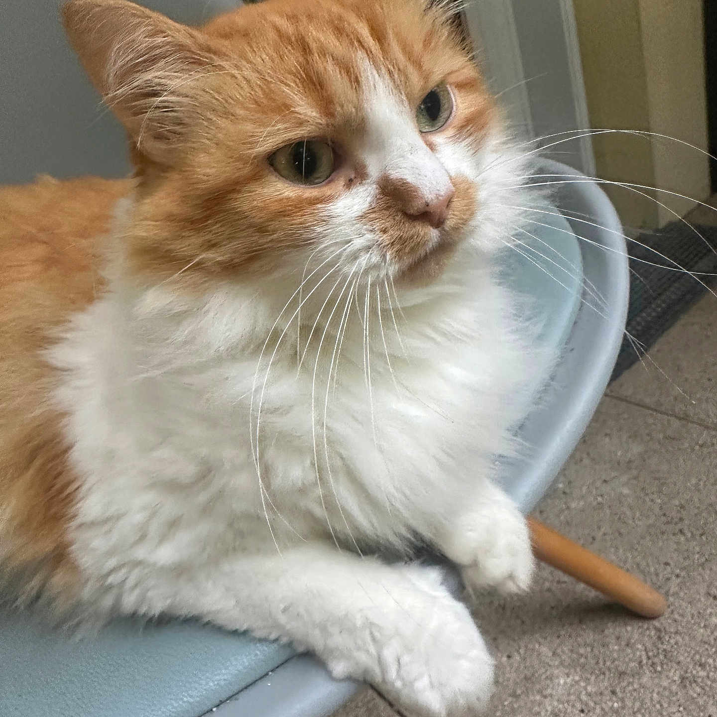Zora participe au concours pour gagner de l'argent avec cette photo : cat, orange_cat, white_fur, fluffy, indoor, chair, furniture, whiskers, pet, animal, relaxed, calm, close_up, domestic_cat, cute, sitting, looking_away, floor, legs, cozy