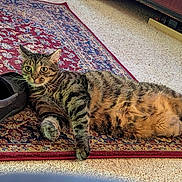 Jj is registered to the contest to win money with this photo: animal, carpet, cat, cozy, curious, domestic, floor, furniture, home, indoor, laying_down, patterned_rug, pet, relaxed, resting, rug, shoe, striped, tabby_cat, whiskers