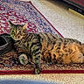 animal, carpet, cat, cozy, curious, domestic, floor, furniture, home, indoor, laying_down, patterned_rug, pet, relaxed, resting, rug, shoe, striped, tabby_cat, whiskers