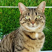 Bobine participe au concours pour gagner de l'argent avec cette photo : animal, blurred_background, cat, closeup, curious, domestic, ears, eyes, face, feline, fur, grass, greenery, mammal, nature, outdoor, pet, sitting, tabby, whiskers