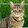 animal, blurred_background, cat, closeup, curious, domestic, ears, eyes, face, feline, fur, grass, greenery, mammal, nature, outdoor, pet, sitting, tabby, whiskers