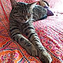 Bobine a rejoint le concours — aidez-le/la à gagner de superbes lots ! bedspread, cat, closeup, comfort, cozy, domestic, feline, fur, indoor, orange, patterned, pets, pillow, pink, relaxed, resting, sleepy, stretching, striped, tabby