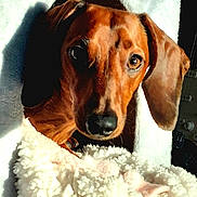 Milo is registered to the contest to win money with this photo: dog, dachshund, pet, animal, cozy, sunlight, fluffy, white, indoor, curious, face, ears, nose, texture, soft, closeup, portrait, cute, warm, comfortable