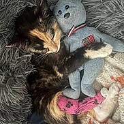 Miss Molly Hatchet is registered to the contest to win money with this photo: kitten, cat, cast, pink, teddy_bear, blue, stuffed_animal, snuggling, sleeping, blanket, fluffy, fur, paw, comfort, cute, resting, indoor, soft, close_up, pet