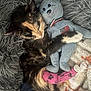 kitten, cat, cast, pink, teddy_bear, blue, stuffed_animal, snuggling, sleeping, blanket, fluffy, fur, paw, comfort, cute, resting, indoor, soft, close_up, pet