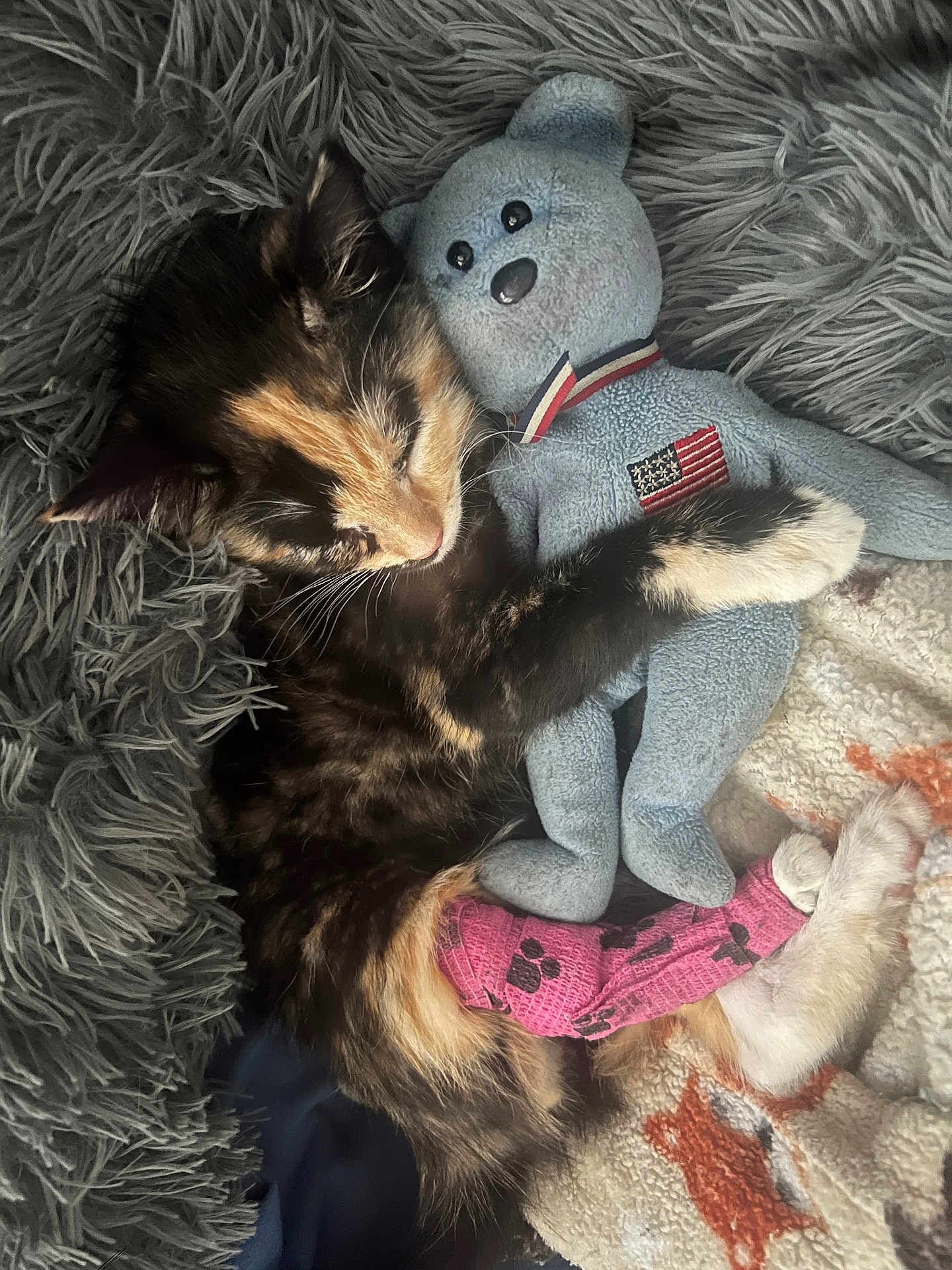 Miss Molly Hatchet is registered to the contest to win money with this photo: kitten, cat, cast, pink, teddy_bear, blue, stuffed_animal, snuggling, sleeping, blanket, fluffy, fur, paw, comfort, cute, resting, indoor, soft, close_up, pet