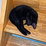animal, bench, black_cat, cat, cozy, curled_up, cute, domestic_animal, feline, fur, indoor, nap, paw, pet, quiet, relaxation, resting, sleeping, wood_texture, wooden_bench