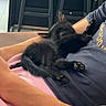 animal, arms, black_cat, casual, cat, chair, cozy, cute, fur, furniture, home, indoor, kitten, lap, paws, person, pet, relaxing, resting, small
