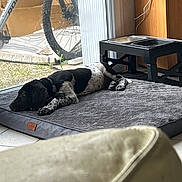 Emmett participe au concours pour gagner de l'argent avec cette photo : dog, black_and_white, mat, indoor, glass_door, bicycle, wheel, food_bowl, water_bowl, raised_stand, floor, tile, cable, wooden_wall, relaxed, pet, animal, resting, daylight, window