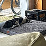 dog, black_and_white, mat, indoor, glass_door, bicycle, wheel, food_bowl, water_bowl, raised_stand, floor, tile, cable, wooden_wall, relaxed, pet, animal, resting, daylight, window
