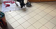 Emmett participe au concours pour gagner de l'argent avec cette photo : dog, black_and_white, tiled_floor, bicycle, glass_door, white_towel, red_rope_toy, wooden_cabinet, printer, shoes, indoor, pet, food_bowl, floor, window, household, domestic, casual, candid, small_dog